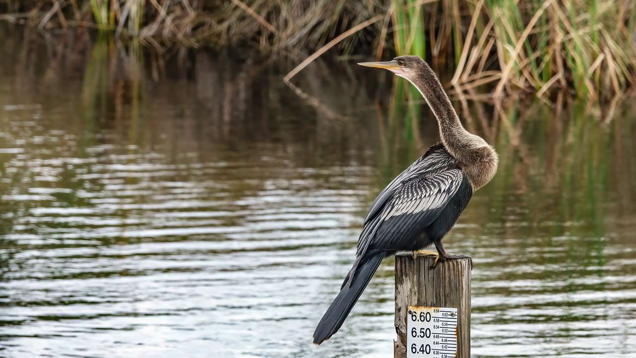 A coastal bird sitting on a wooden depth indicator in the water next to reeds