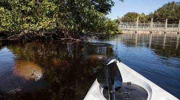 A kayak on a river with manatees looking up from under the water