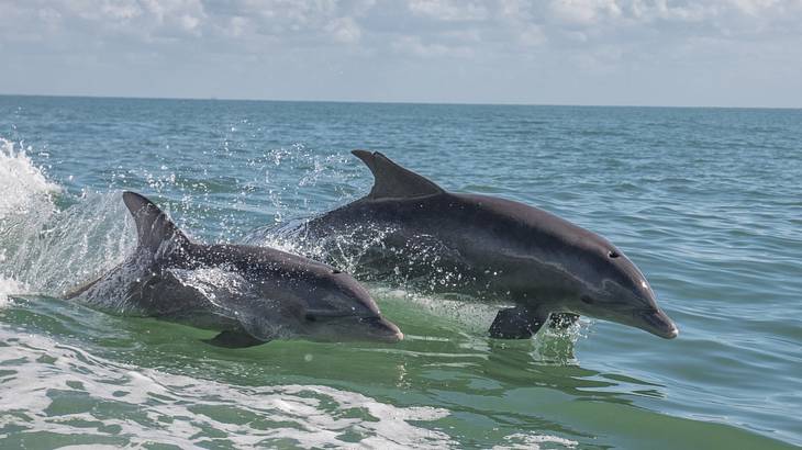Going on a dolphin cruise is one of many fun things to do in Cape Coral, Florida
