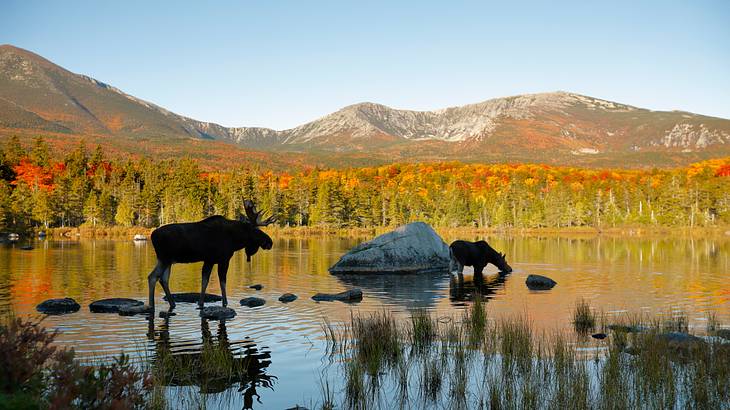 A couple of moose in a lake with mountains and trees in the distance