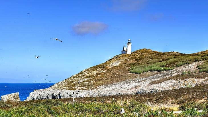 A lighthouse on a greenery-covered hill next to the ocean under a blue sky