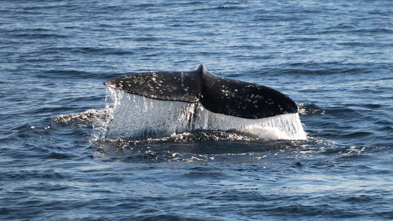 A whale's tail in the ocean