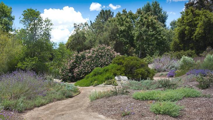 A garden with a path through it and many green trees and purple flowers