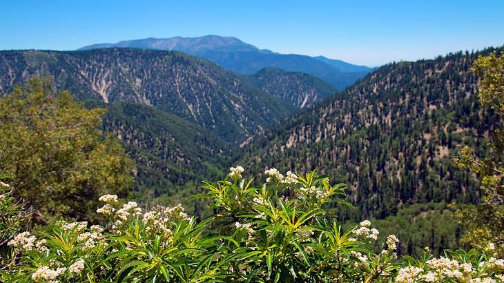 Green plants and trees next to greenery-covered hills under a blue sky