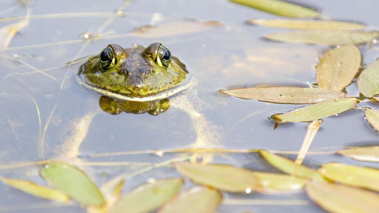 A bullfrog sticking its head out of the water in a pond with leaves