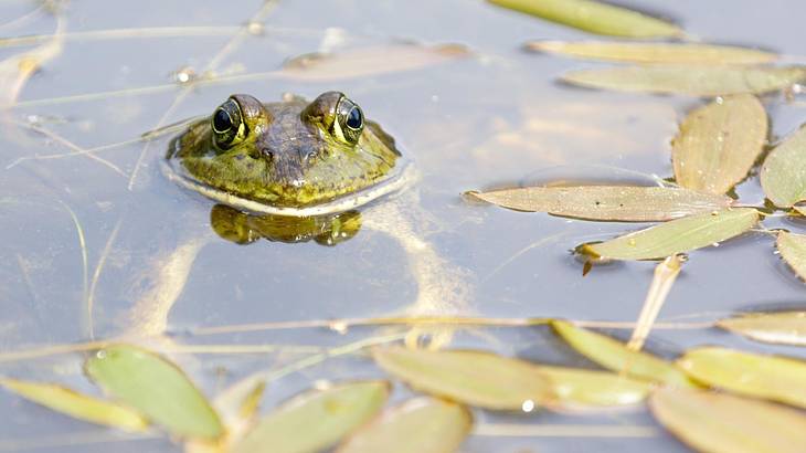 A bullfrog sticking its head out of the water in a pond with leaves