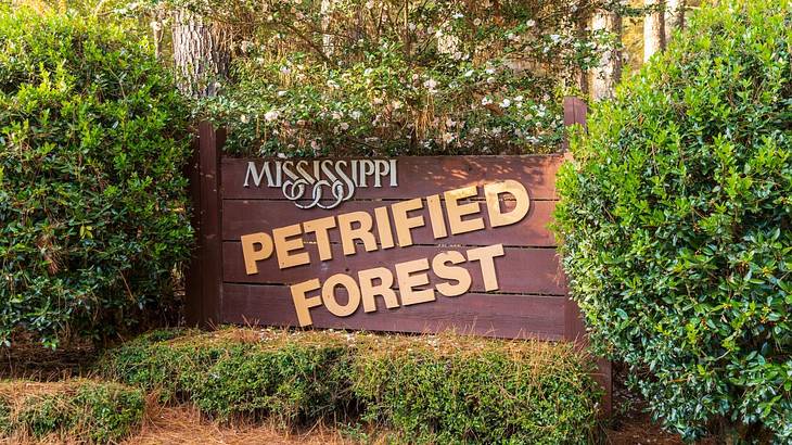 A wooden sign that says "Mississippi Petrified Forest" surrounded by greenery