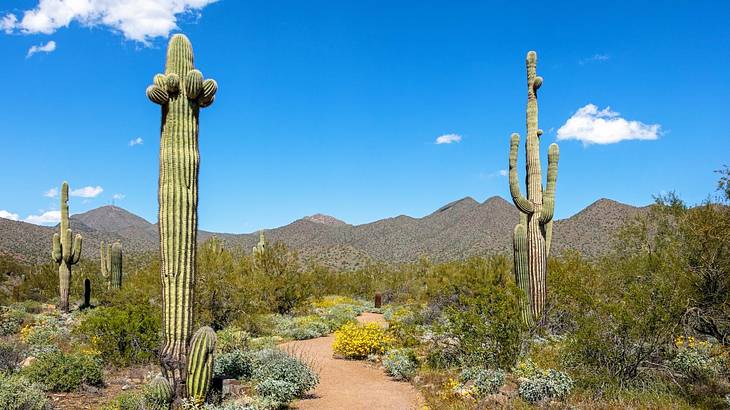 A desert with cacti and greenery in front of hills under a bright blue sky