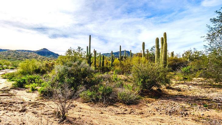 A desert with green shrubs and cacti next to hills under a blue sky