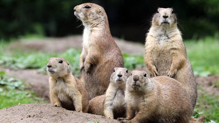 Five prairie dogs sitting and standing on the ground surrounded by greenery