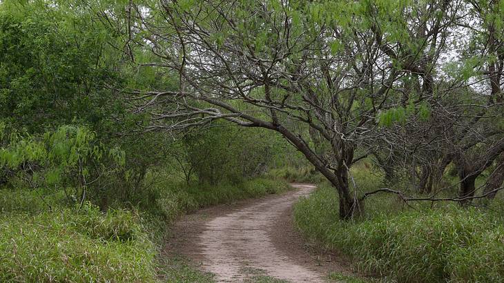 A dirt path through trees and greenery A dirt path through trees and greenery