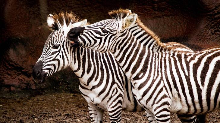 Two zebras standing next to each other in a zoo enclosure Two zebras standing next to each other in a zoo enclosure