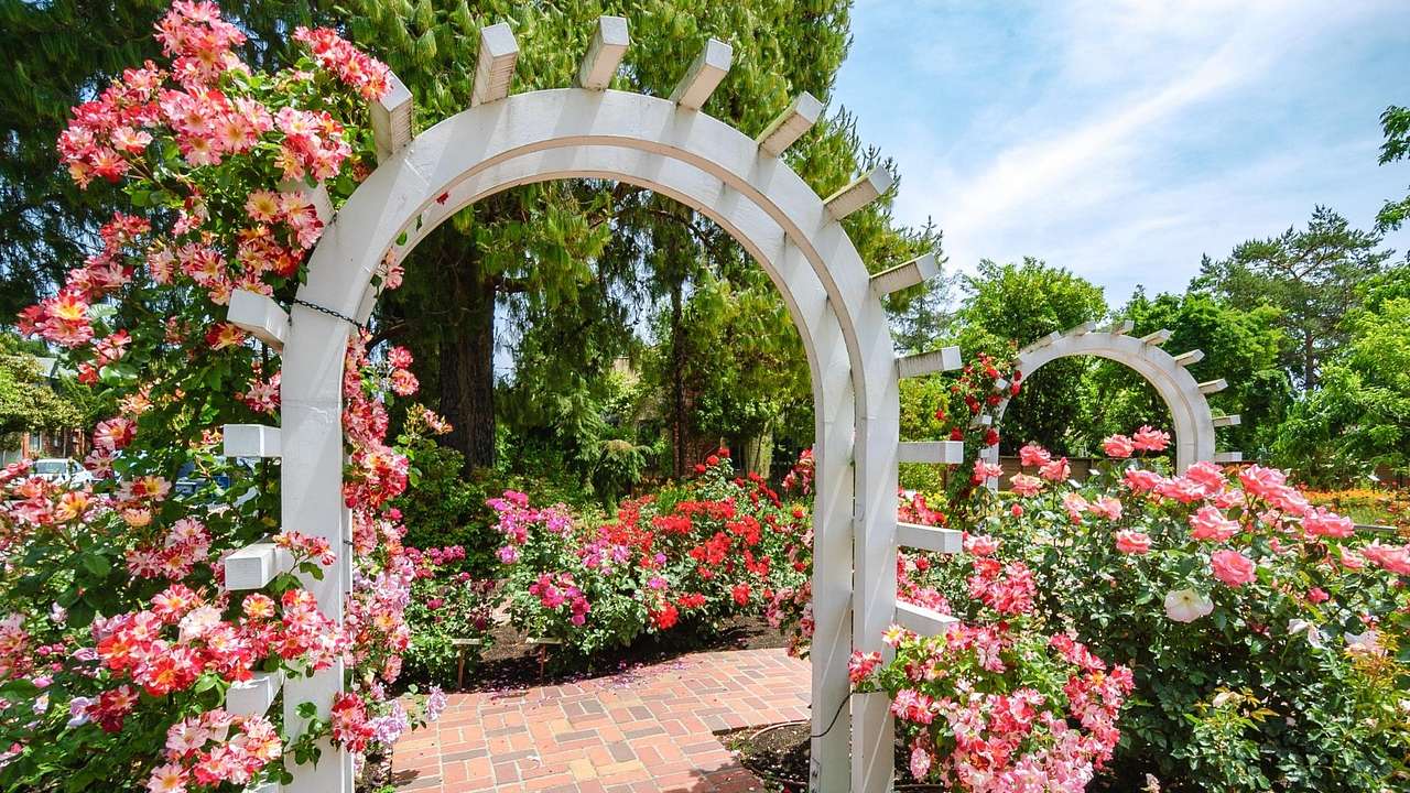 A white arch in a garden surrounded by greenery and pink roses