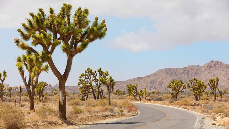 Joshua trees and desert shrubs along a road with a mountain in the distance