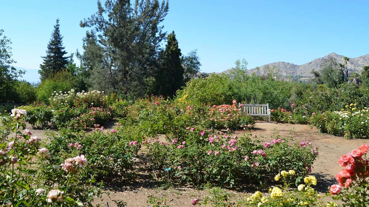 A garden with rose bushes, trees, a path, and a bench under a blue sky