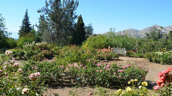 A garden with rose bushes, trees, a path, and a bench under a blue sky