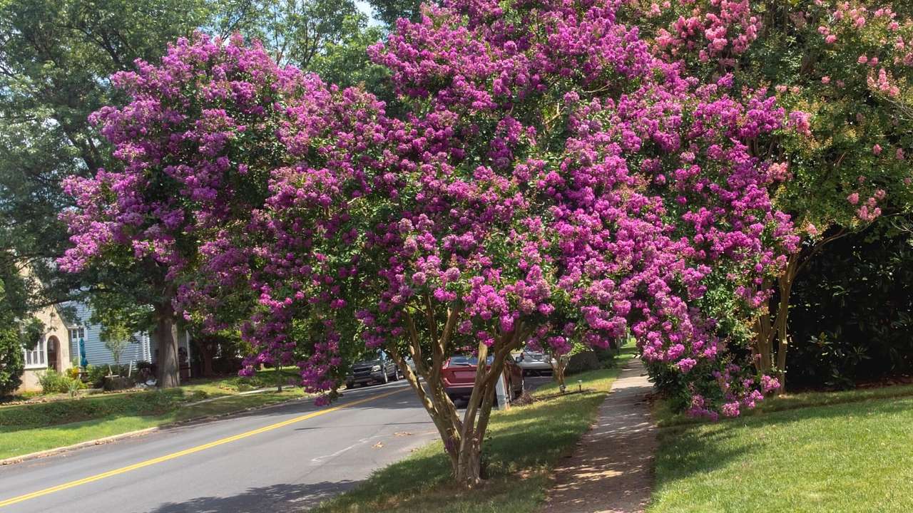 A crape myrtle tree with pink flowers on the grass on a residential street
