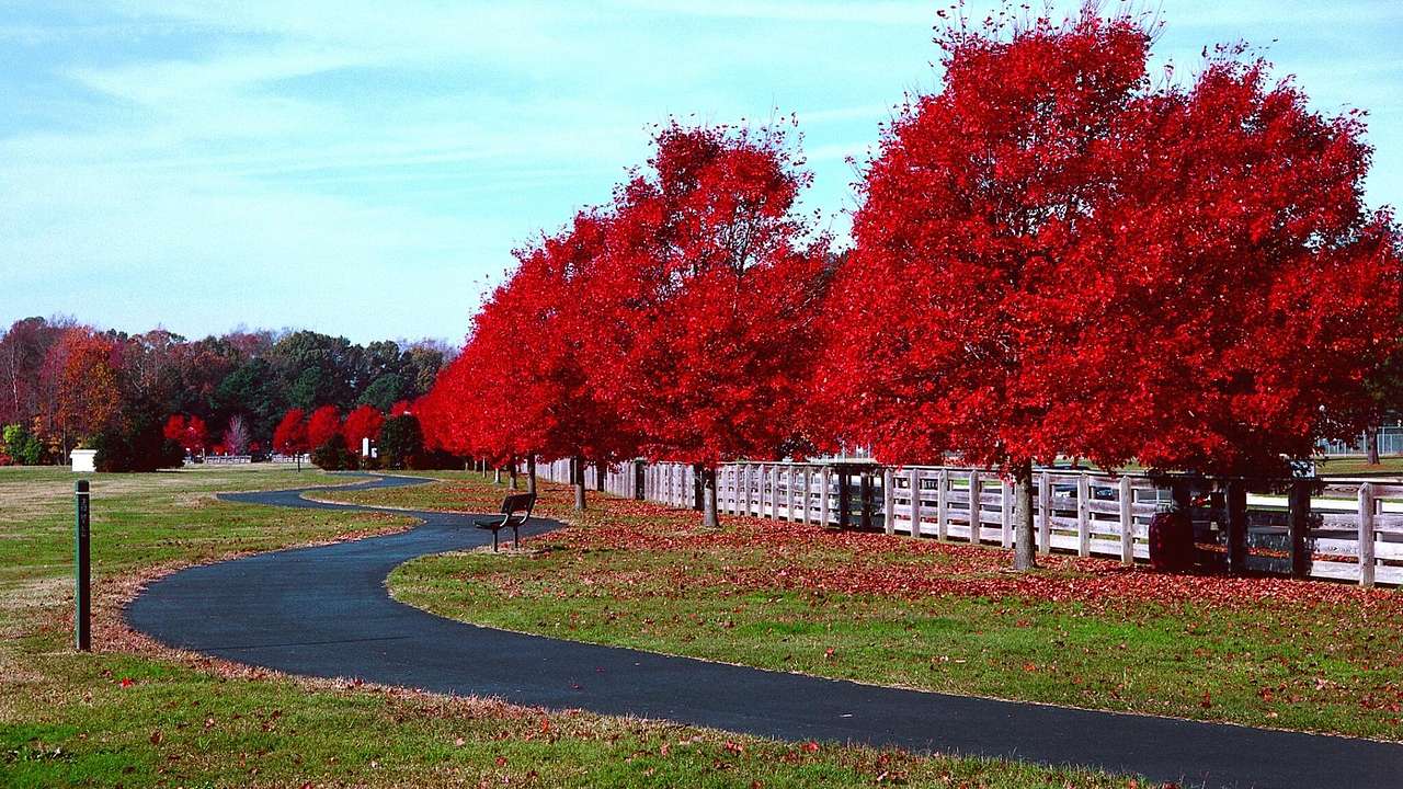 Red trees next to a walking path through the grass in a park