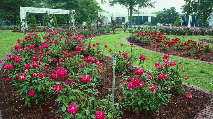 A rose garden with pink roses and a grass path