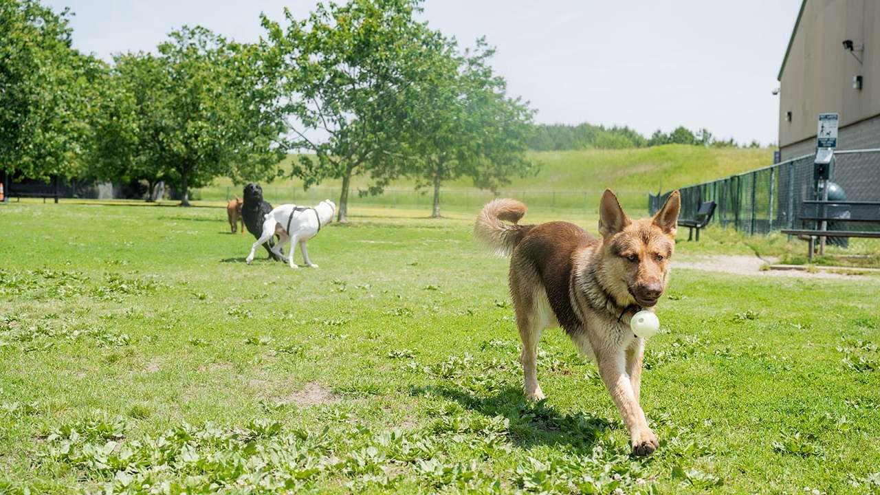 A dog running on the grass to get a ball with other dogs playing behind