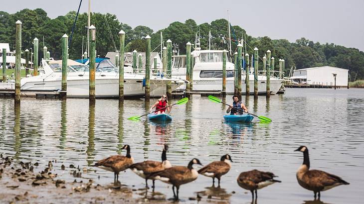 A marina with boats, two people kayaking on the water, and geese on the shore