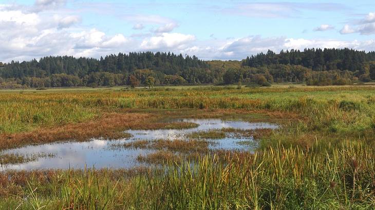 A view of wetlands next to trees under a blue sky with clouds