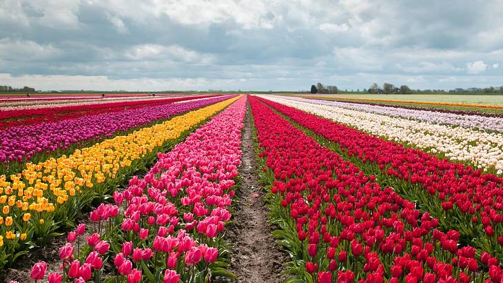 A field of colorful tulips under a cloudy sky
