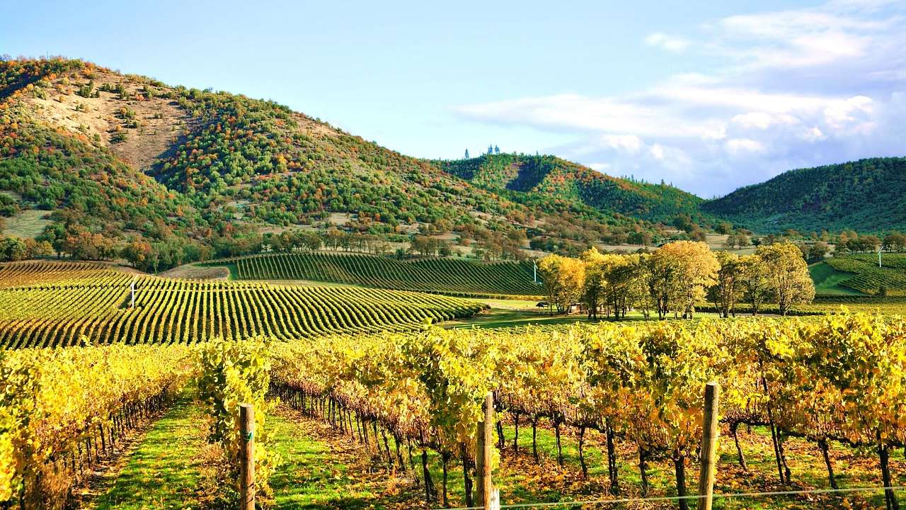 A view over a vineyard and green rolling hills on a clear day