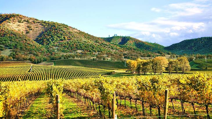 A view over a vineyard and green rolling hills on a clear day