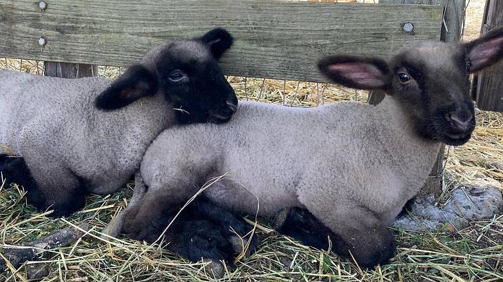 Two lambs sitting on some straw next to a wooden fence