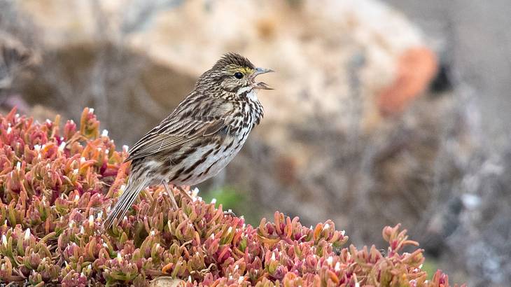 A Belding's Savannah sparrow sitting next to pink flowers and branches