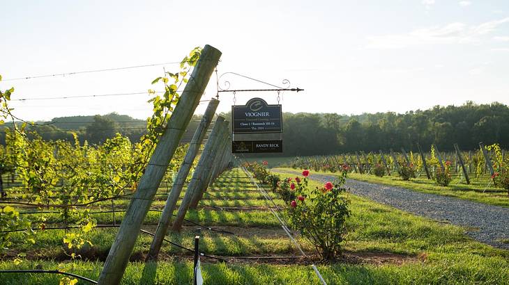 A road next to the entry to a vineyard with vines and a sign