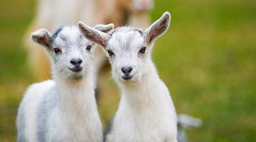 Two young white goats with green grass behind them