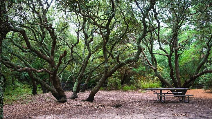A forest with large trees and a picnic table A forest with large trees and a picnic table