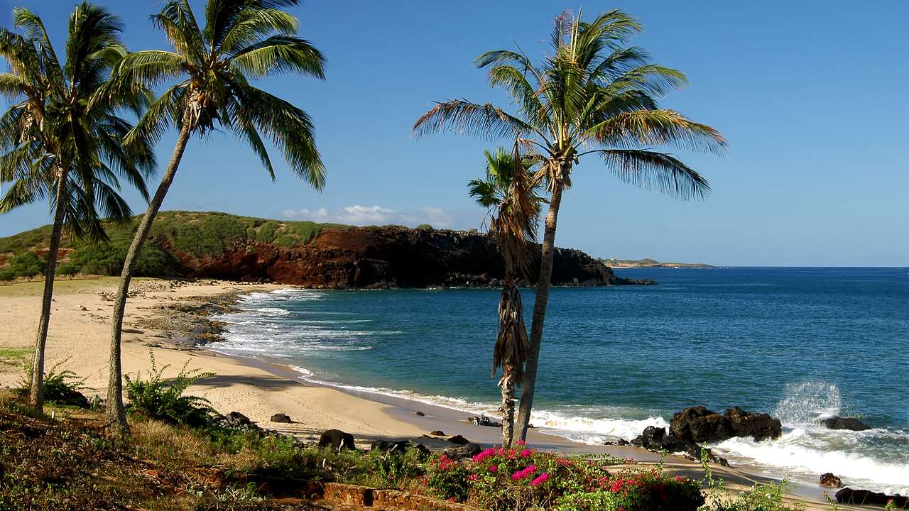 A sandy beach with palm trees and dark blue water