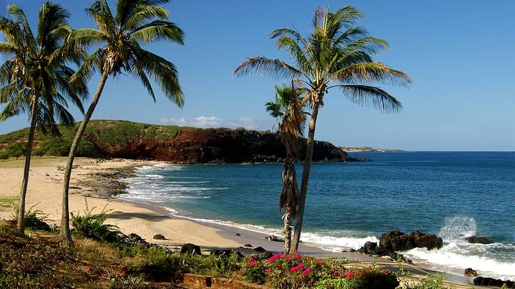 A sandy beach with palm trees and dark blue water