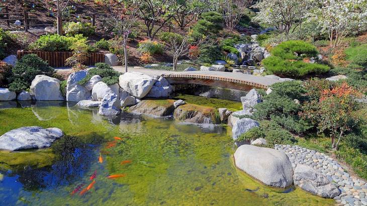 A pond with koi in it and a small bridge over it surrounded by rocks and greenery