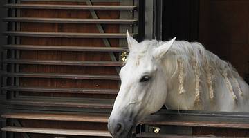 Lipizzaner horse, Spanish Riding School, Vienna, Austria
