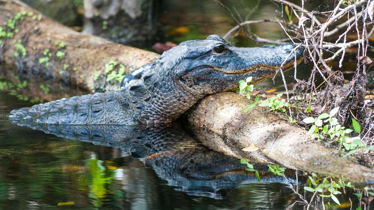 An alligator in a swamp resting its head on a log