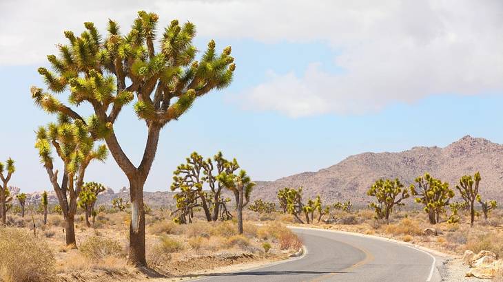 A winding road with shrubbery and Joshua trees next to it and small mountains behind