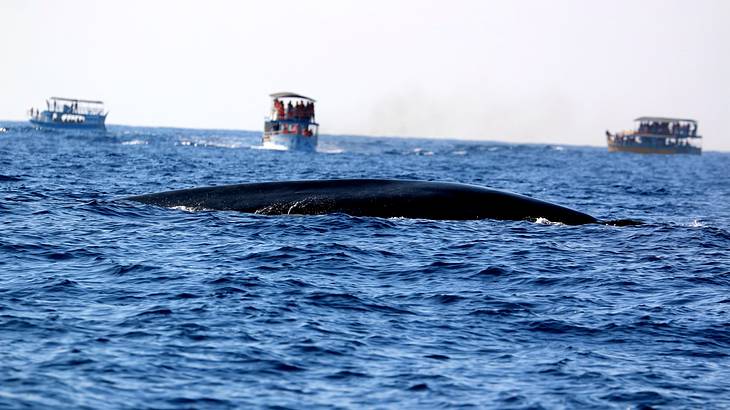 Whale watching, Mirissa, Sri Lanka