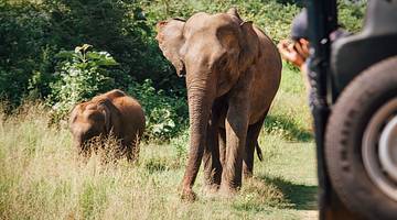 Elephants, Udawalawe National Park, Sri Lanka