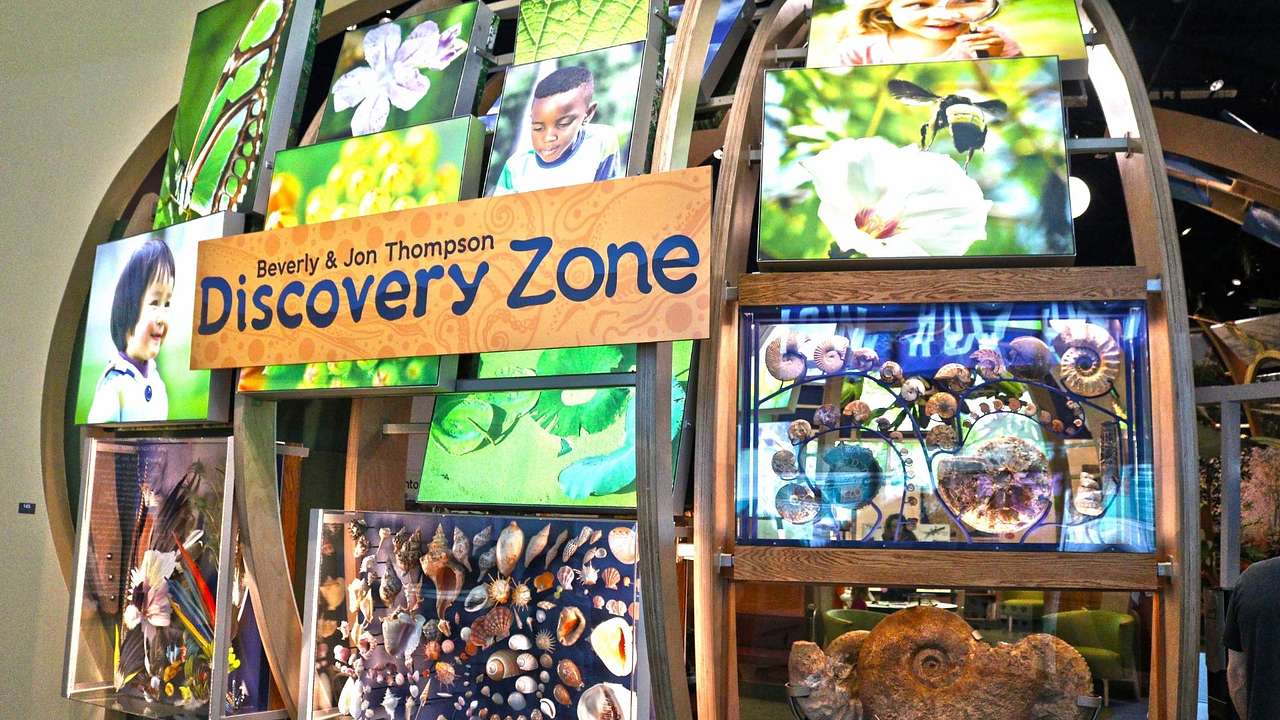 A sign that says "Discovery Zone" next to pictures of flowers, shells, and fossils