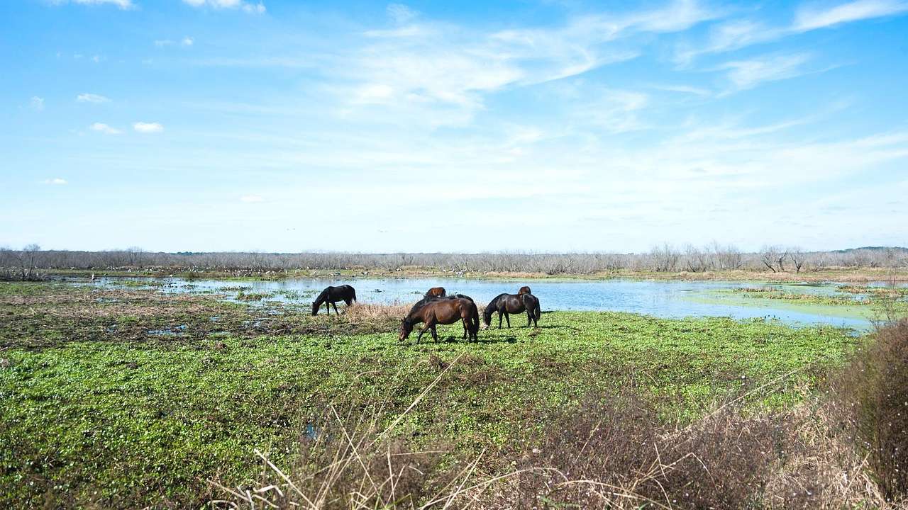 Wild horses grazing on the grass with a pond to the side