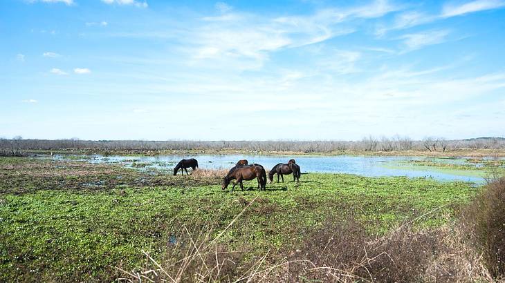 Wild horses grazing on the grass with a pond to the side