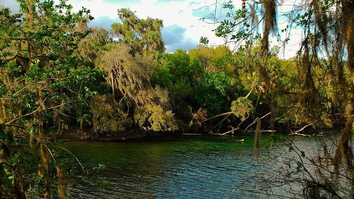 A swamp with trees surrounding it under a blue sky with clouds