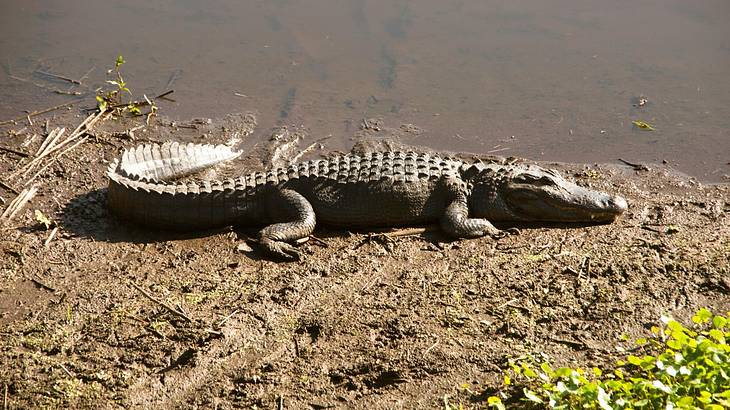 An alligator lying in the mud next to a swamp