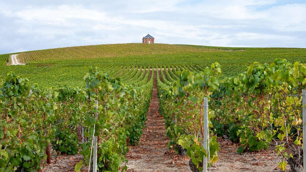 A green vineyard with a small building on a hill under a blue cloudy sky
