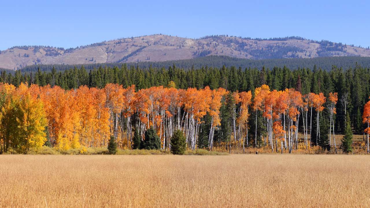 Mountains and trees with orange and yellow leaves behind a yellow field