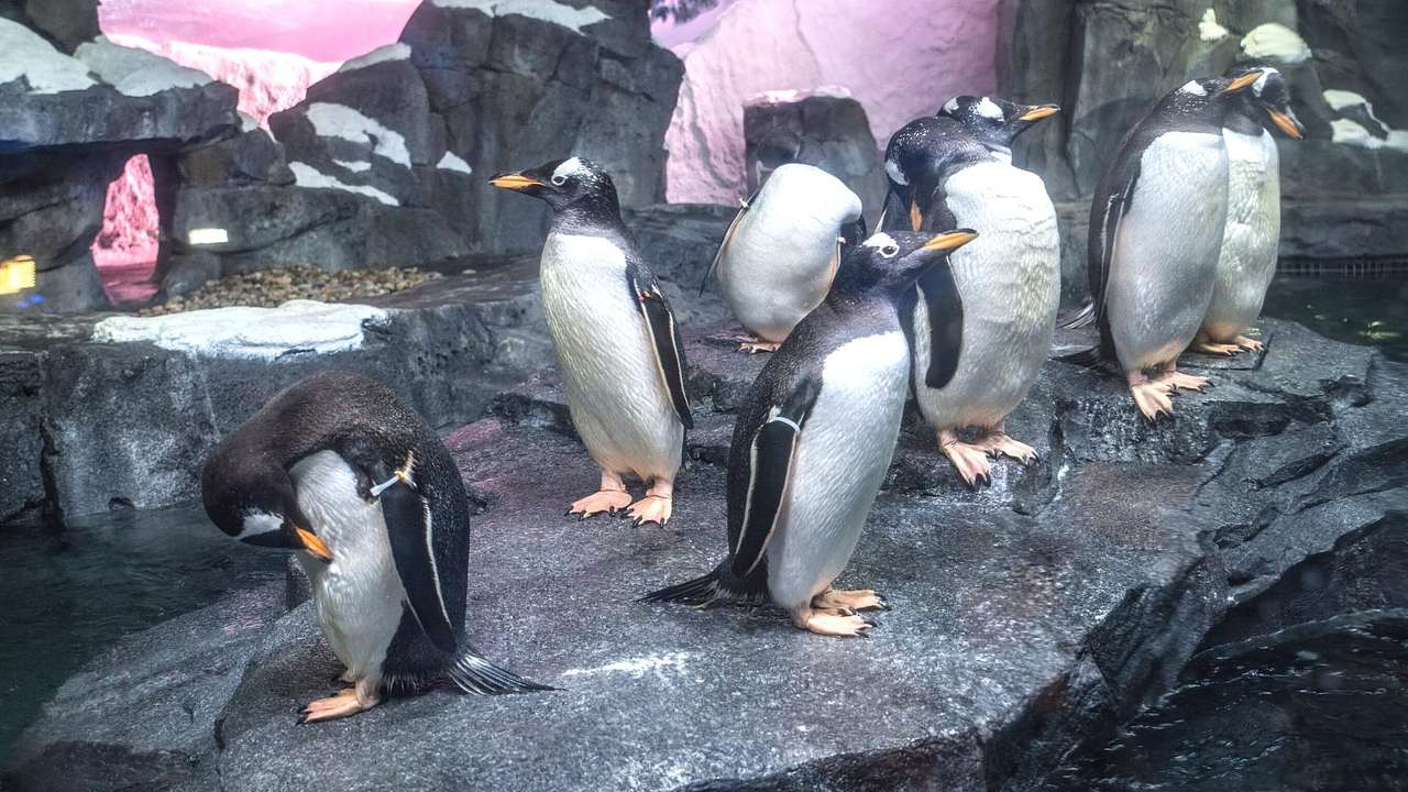 Seven small penguins standing on a rock in an aquarium